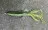 Creature Bait Barsch Angelköder Dark Mud 12 Stück Zite Fishing_auswahl7