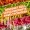Wiggle Worm Forellenwurm Neon Mix Knoblauch Aroma 5,5 cm 10 Stück Gummiköder_auswahl5