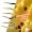 Lil' Viper Schock 4,5 cm 12 Stück Mix Käse Gummi Angelköder Forelle_auswahl5