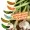 Mighty Mag Bienenmade Allround Mix Knoblauch Gummiköder Forelle 2,8 cm 12 Stück_auswahl6