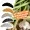 Zite Fishing Mighty Mag Natur Mix Floating Edition Knoblauch 2,8 cm 12 Stück_auswahl6