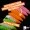 Attracta Larv Schock Mix Knoblauch Aroma Floating 3,5 cm 8 St. Larven Imitat Gummi_auswahl3