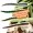 Zite Fishing Twerky Tailer Dark Mix Knoblauch 7 cm 8 STK 3in1 Gummiköder Forelle_auswahl6