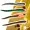 Zite Fishing Twerky Tailer Dark Mix Käse 7 cm 8 STK 3in1 Gummiköder Forelle_auswahl6