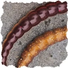 Zite Fishing Curly Viper Natur Mix Knoblauch 6,5 cm Rotierende Gummiköder Forelle 8 Stück - Perfekt für unauffälliges Angeln