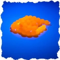 Salmy Beads Käse orange 8 mm 60 Stück Trout Eggs Köder Zite Fishing - Duft und Farbe flexibel kombinierbar