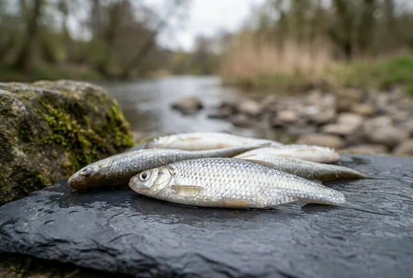 Was ist der beste köderfisch für zander? – Detailansicht