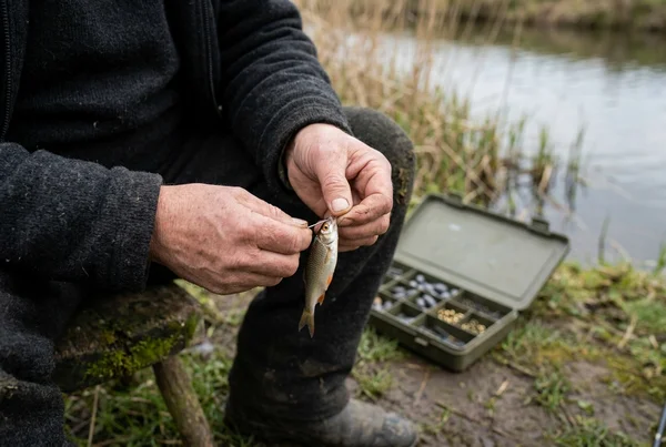 Was ist der beste köderfisch für zander? in der Praxis