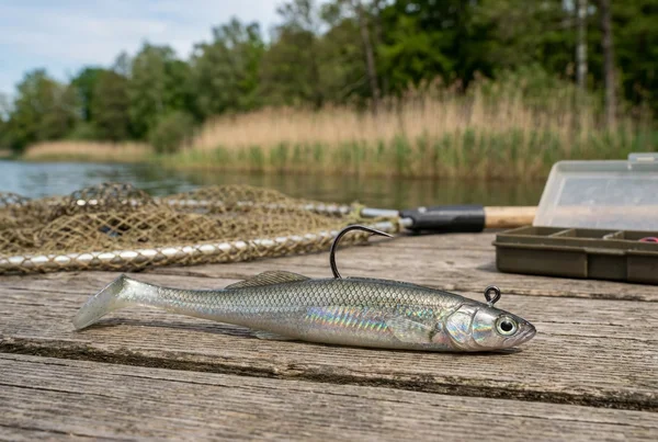 Zander: Alle Infos zum Zielfisch – Detailansicht