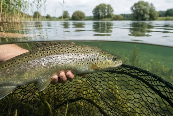 Gummierter Kescher Pflicht: Regeln &amp;amp; Tierschutz beim Angeln – Detailansicht