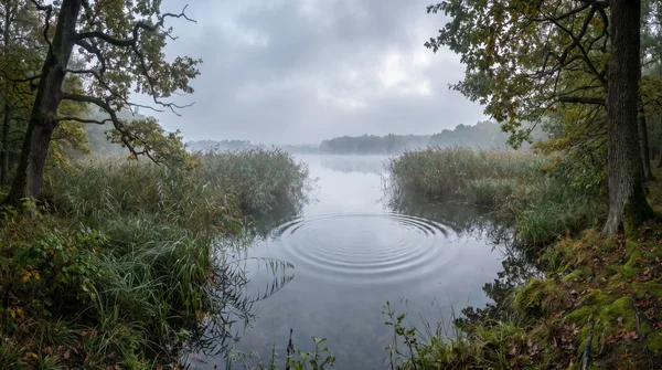Starke Druckwellen unter Wasser erzeugen um Raubfische zu locken