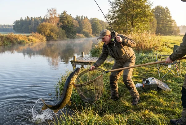 Robuster unterfangkescher mit 60cm bügellänge für raubfische in der Praxis