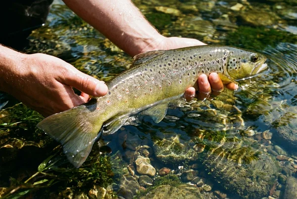 Warum gummiertes keschernetz besser für fische ist – Detailansicht