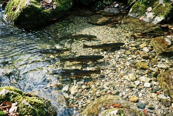 Wie polarisationsbrille beim angeln fische im wasser sichtbar macht – Detailansicht