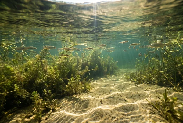 Langsam sinkender wobbler oder flachlaufender wobbler für barsch – Detailansicht