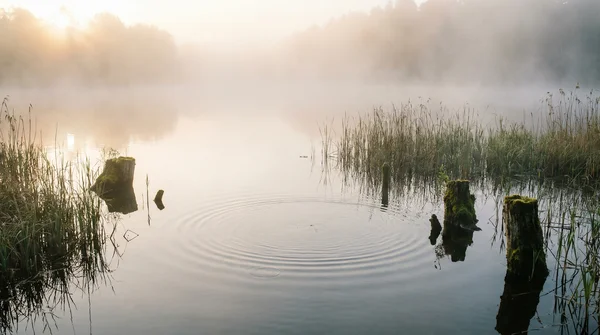 Langsam sinkender Wobbler oder flachlaufender Wobbler für Barsch: Die perfekte Wahl
