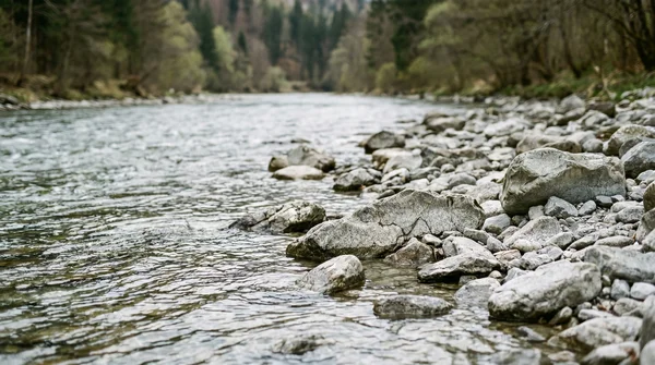 Vor- und Nachteile von Tiroler Hölzl bei steinigem Untergrund