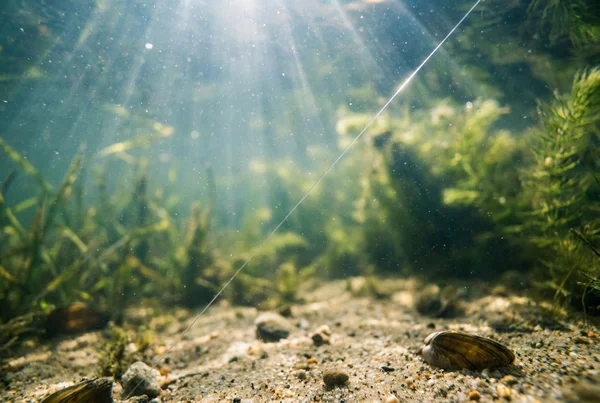 Unterschied zwischen fluorocarbon und mono vorfach material – Detailansicht