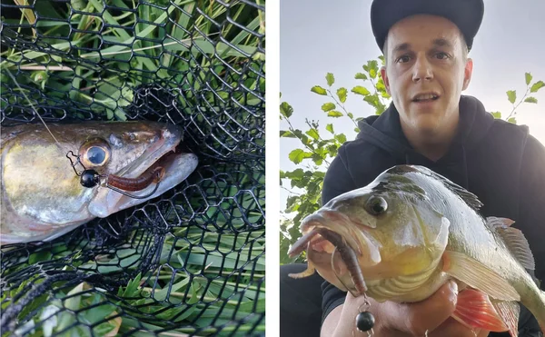 Creature Bait Barsch Angelköder Dark Mud 12 Stück Zite Fishing_auswahl8