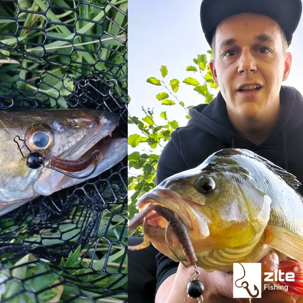 Gummiköder Krebsimitat Barsch & Zander Angeln Inzite Braw Purple Hectic 8 STK Zite Fishing_auswahl7