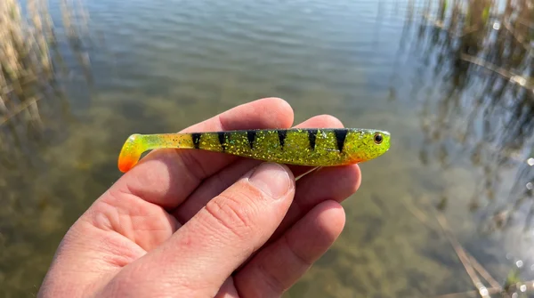 Inzite Shad Lightning Perch 15,5 cm Gummifisch 4 Stück – UV-aktiv für Zander & Hecht_auswahl5