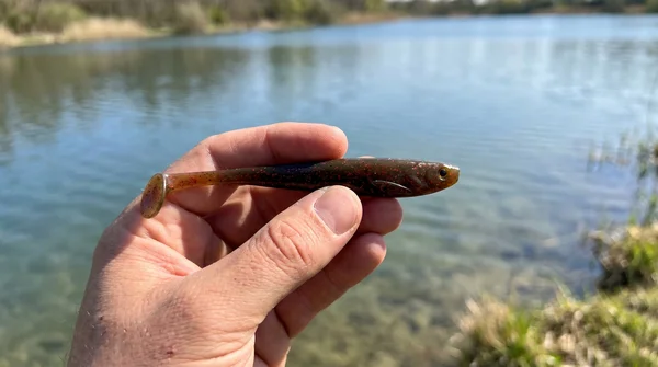 Zite Fishing Inzite Shad Liquid Oil 15,5 cm – Gummifisch für Zander & Hecht 4 Stück_auswahl5