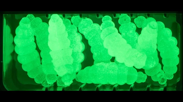 Mighty Mag Special Glow Edition Knoblauch 2,8 cm – 12 Stück Forellen Gummiköder Bienenmade UV-aktiv_auswahl5