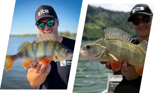 inzite Catch Bild