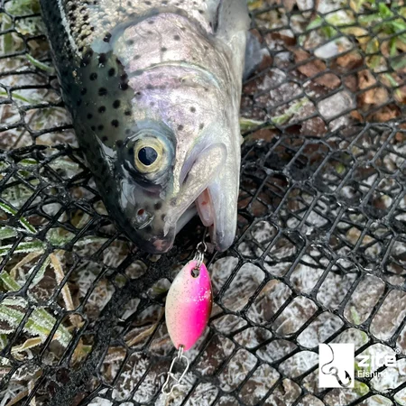 Tutorial zum Spoonangeln von Zite Fishing