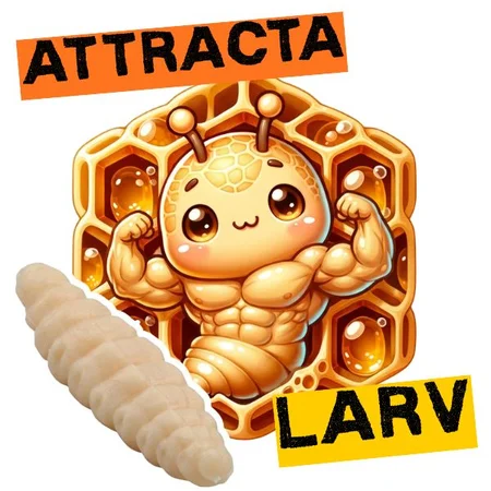 Attracta Larv