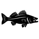Zander