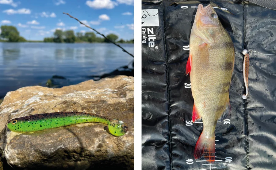 Inzite Shad Gummifisch Zander Angeln 5 Stück 12cm Green Tomato - Unser Gummifisch im Outdooreinsatz