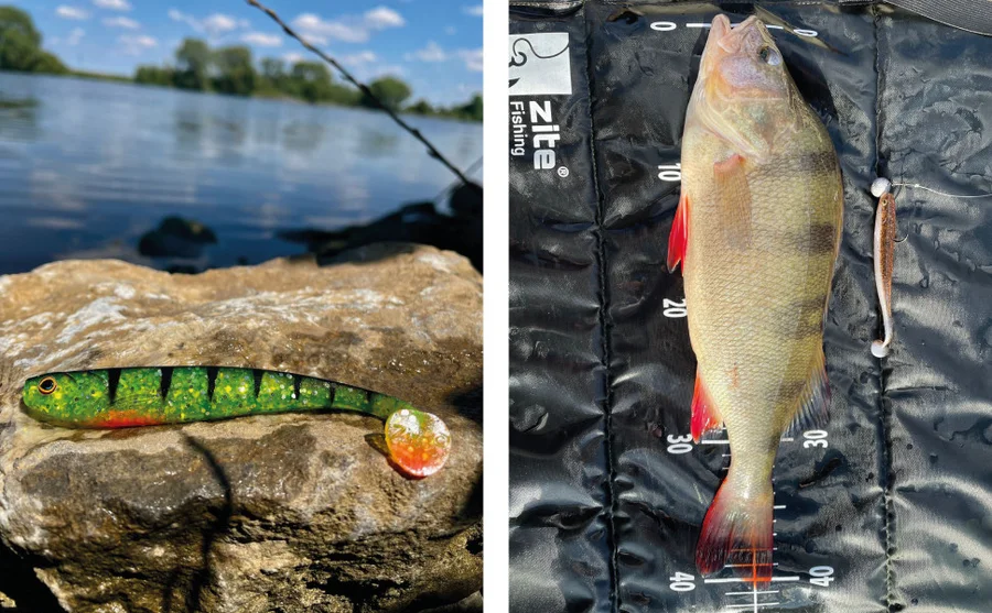 Gummifisch Zander Angeln Inzite Shad Set 5 STK 12cm UV Aktiv Lightning Perch - Unser Gummifisch im Outdooreinsatz