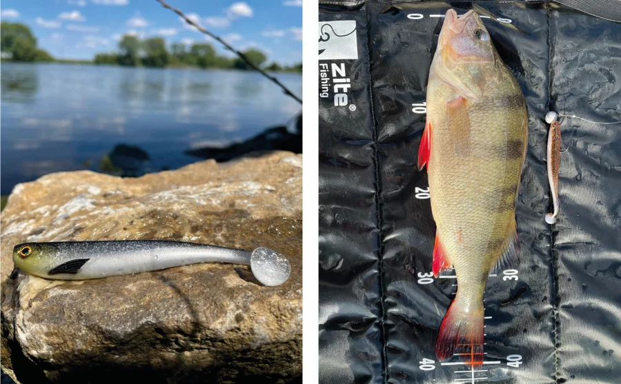 Zander Gummifische Starterbox 24 Inzite Shads 6 Jighaken 24 Karabiner Snaps mit Tacklebox - Unser Zanderköder im Einsatz
