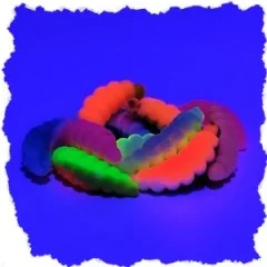 Mighty Mag Bienenmaden Imitat Neon Mix Käse Aroma 2,8 cm 12 Stück - Teils UV-Aktiv