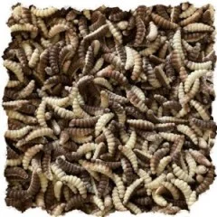 Mighty Mag Bienenmade Natur Mix Käse Gummiköder Forelle 2,8 cm 12 Stück - Nachhaltige Produktion