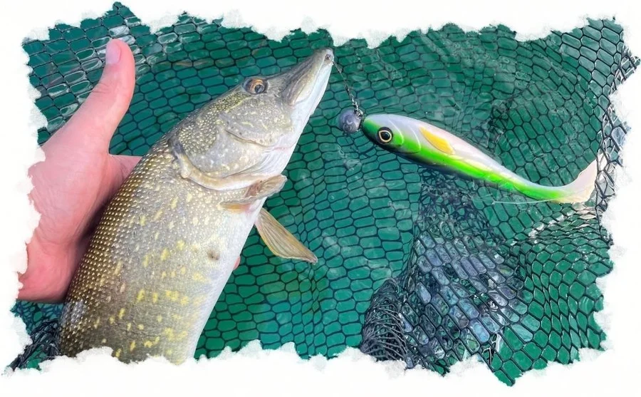 Hechtköder Gummifisch Inzite Flanker Shad Goldy Oil 18,5 cm 3 Stück - Unsere Inzite Flanker im Outdoor-Einsatz