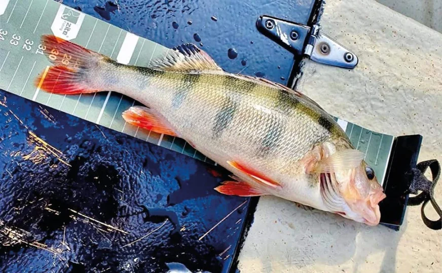 Zite Fishing Fisch Maßband zum Angeln Aufrollbar 120cm - Unser Maßband im Outdoor-Einsatz!