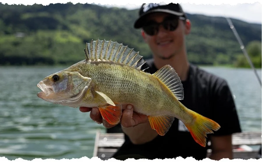 Zite Fishing Tungsten Drop Shot Ready Rig #S mit 7g Gewicht, DS Haken & Fluorocarbon-Coated Vorfach als Fertigmontage - Unsere Drop Shot Rigs im Outdoor-Einsatz