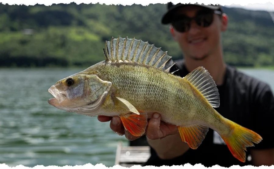 Zite Fishing Hakenlöser Zange gebogen 20 cm rostfreier Stahl mit schwarzem Griff-Coating für Universaleinsatz - Unsere Hakenlöser Zange im Outddor-Einsatz