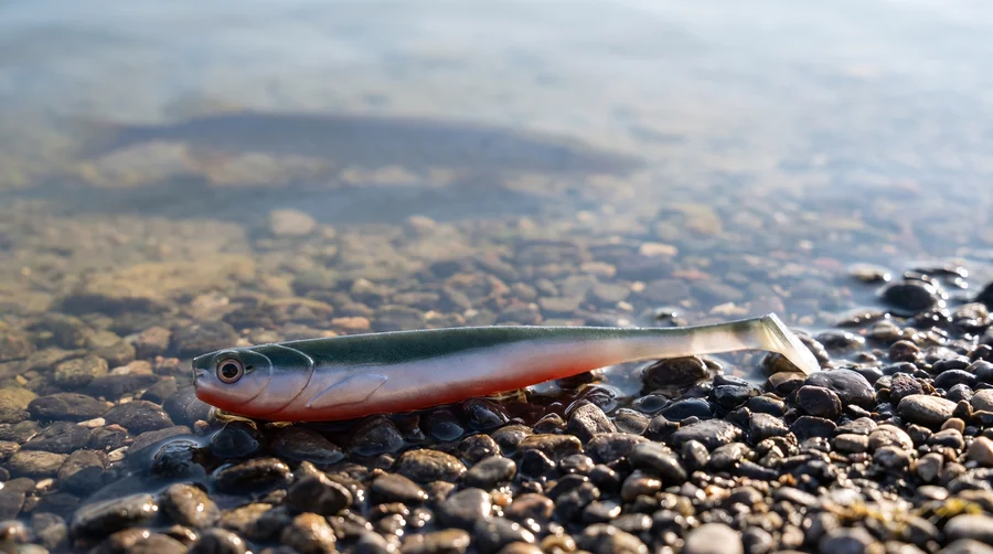 Zite Fishing Inzite Shad Crystal Flame 15,5 cm Gummifisch Hecht Zander 4 Stück - Hecht & Zander – Großfisch