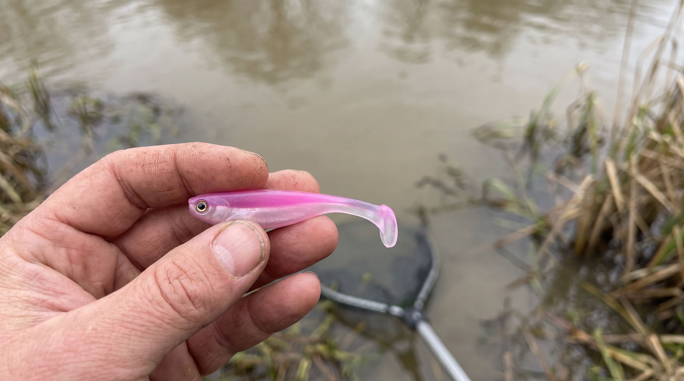 Zite Fishing Inzite Pershad Pink Blush Gummiköder 8 cm – 7 Stück Softbait für Barsch, Zander & Hecht - Barsch, Zander, Hecht