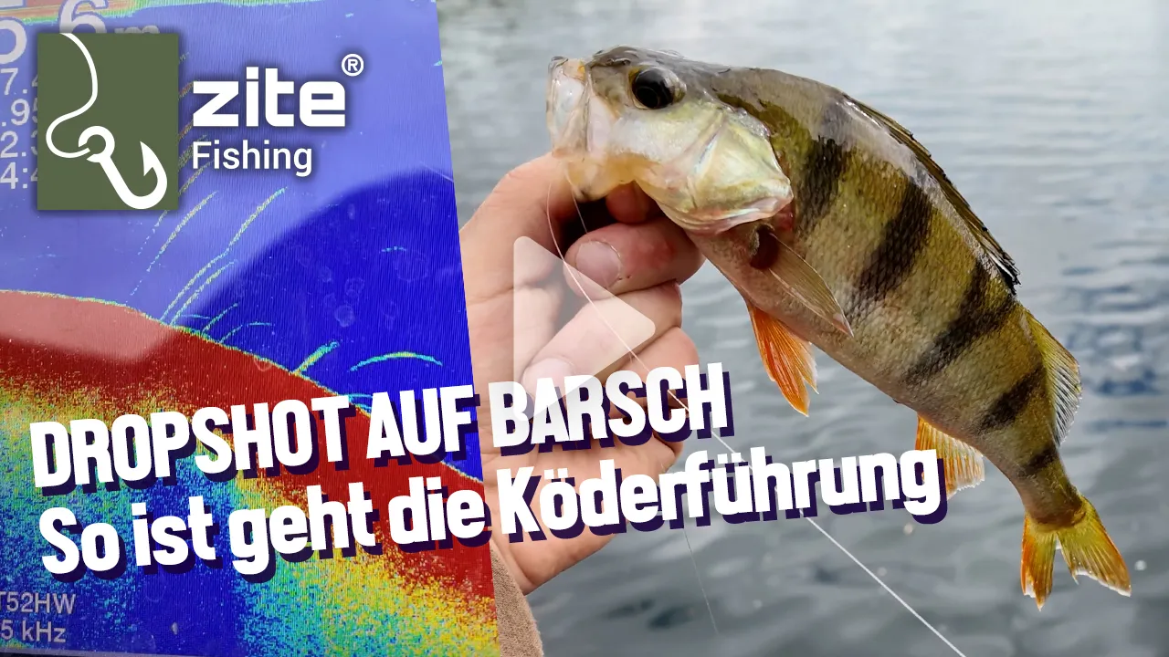 Mit Dropshot Montage auf Barsch - So führst du deinen Köder richtig!