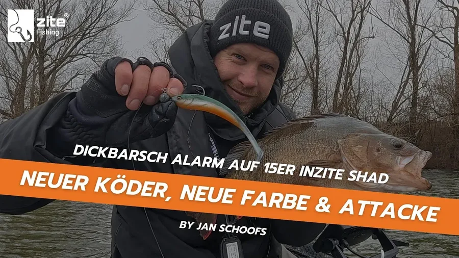 Jiggen mit neuem 15er Inzite Shad: Dickbarsch Alarm auf neues Dekor Crystal Flame vom Boot aus
