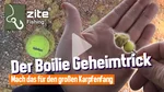 Zite Fishing 16mm Pop Up Boilie-Set Tigernuss Aroma 3x80g - Optimale Auftriebseigenschaften & Hochfängige Aromen  Video